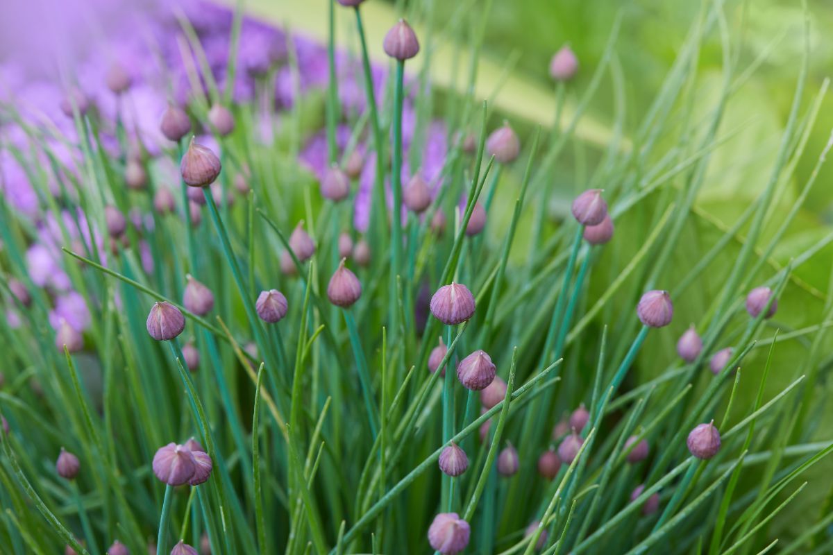 Purple bulbs of chives close-up.