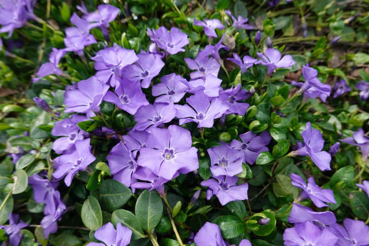 A beautiful purple blooming Dwarf Periwinkle.