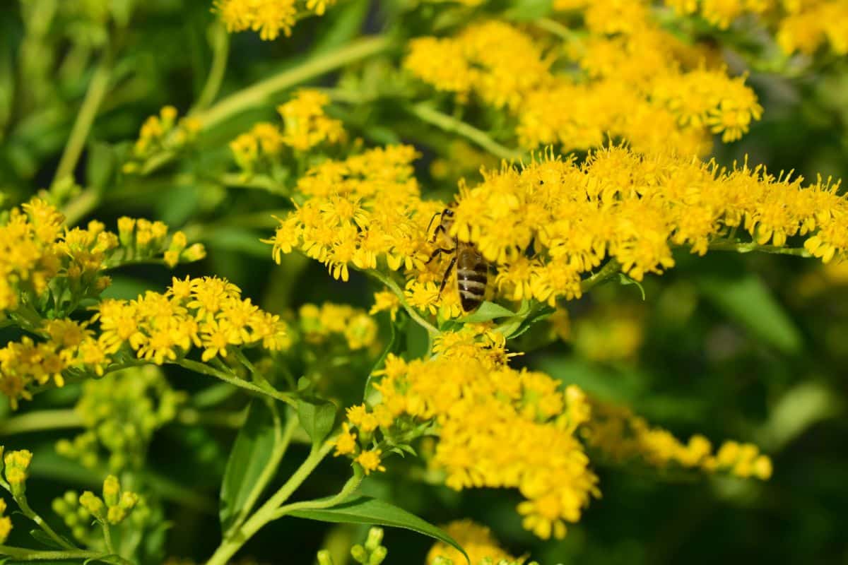 A yellow blooming Goldenrod with bees close-up.

