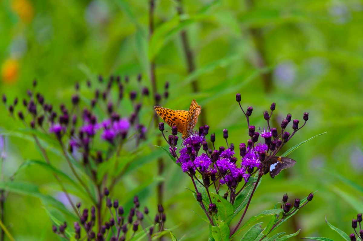 Vibrant purple blooming Ironweed with a brown butterfly.