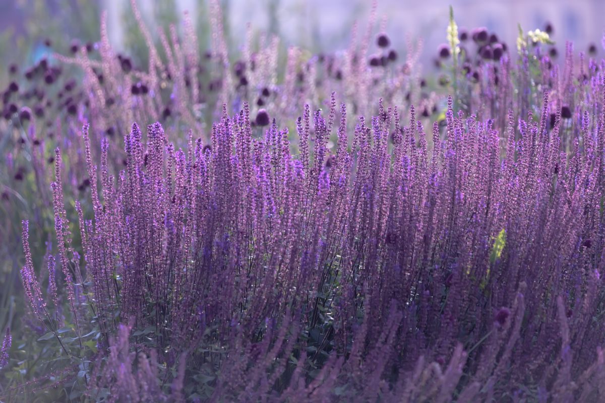 Purple blooming Russian sage.