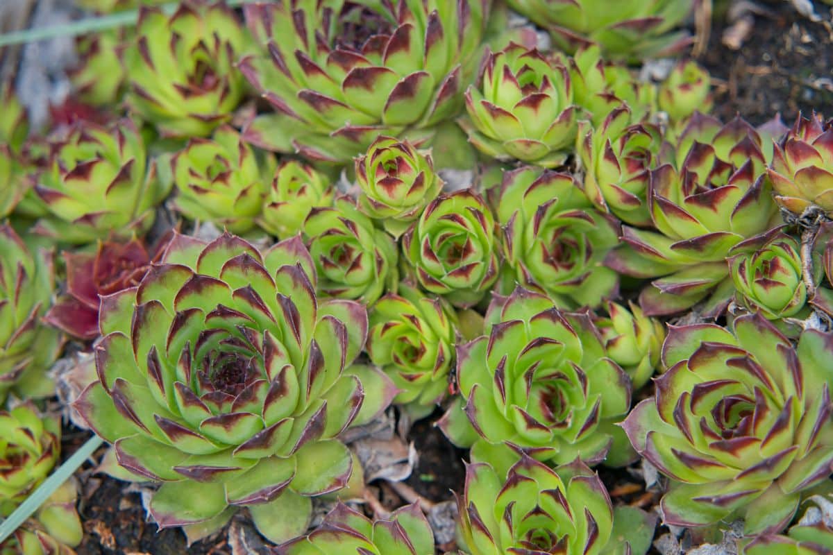 A bunch of beautiful sempervivums.