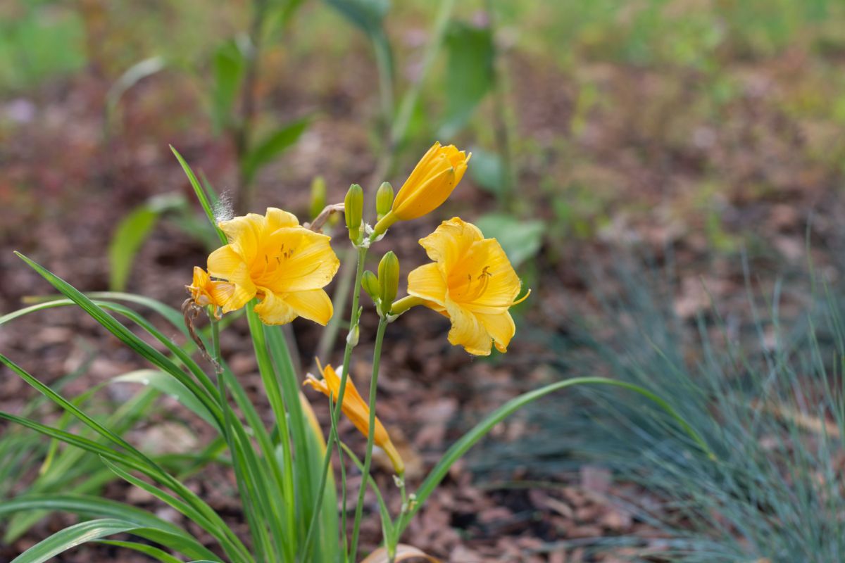 Vibrant yellow flowers of Daylily 