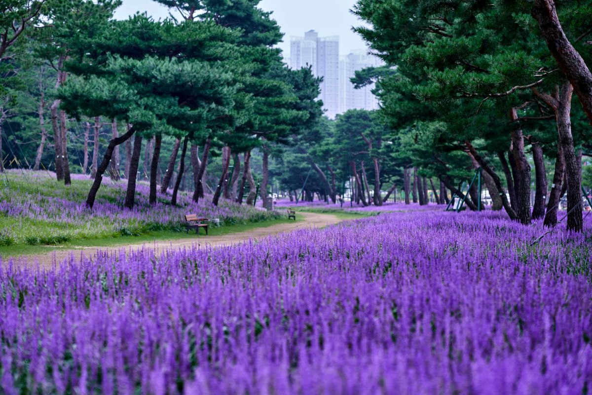 A beautiful purple blooming Blue Lilyturf in a park.