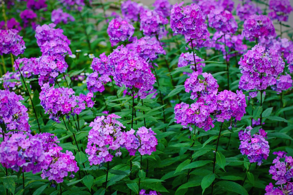 Purple vibrant blooming flowers of Creeping Phlox.