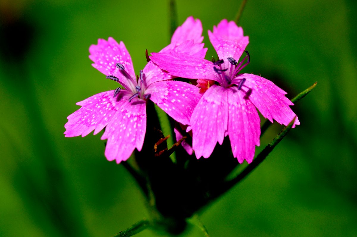 Two pink blooming flowers of dianthus close-up.