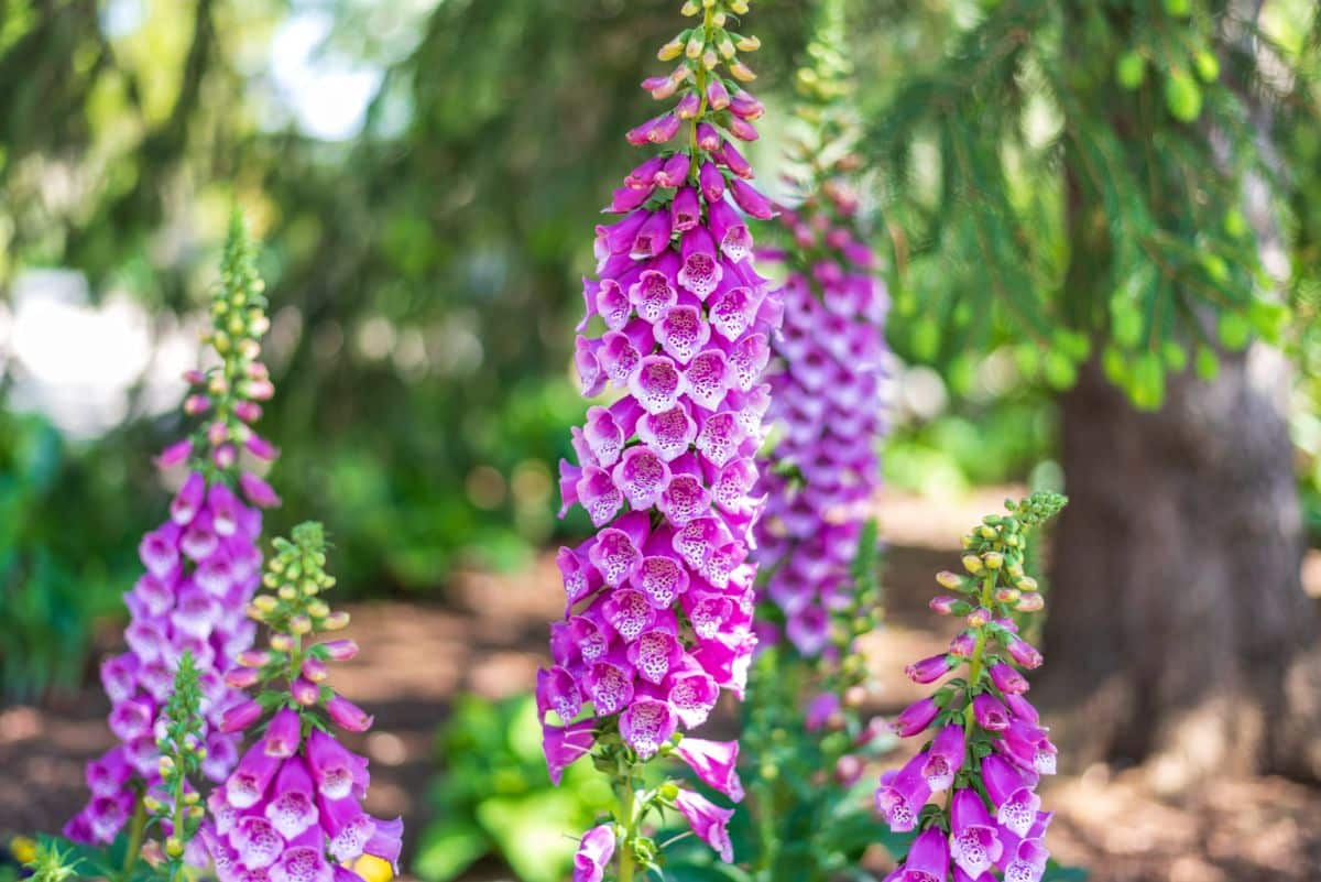 Beautiful pink-blooming flowers of Foxgloves