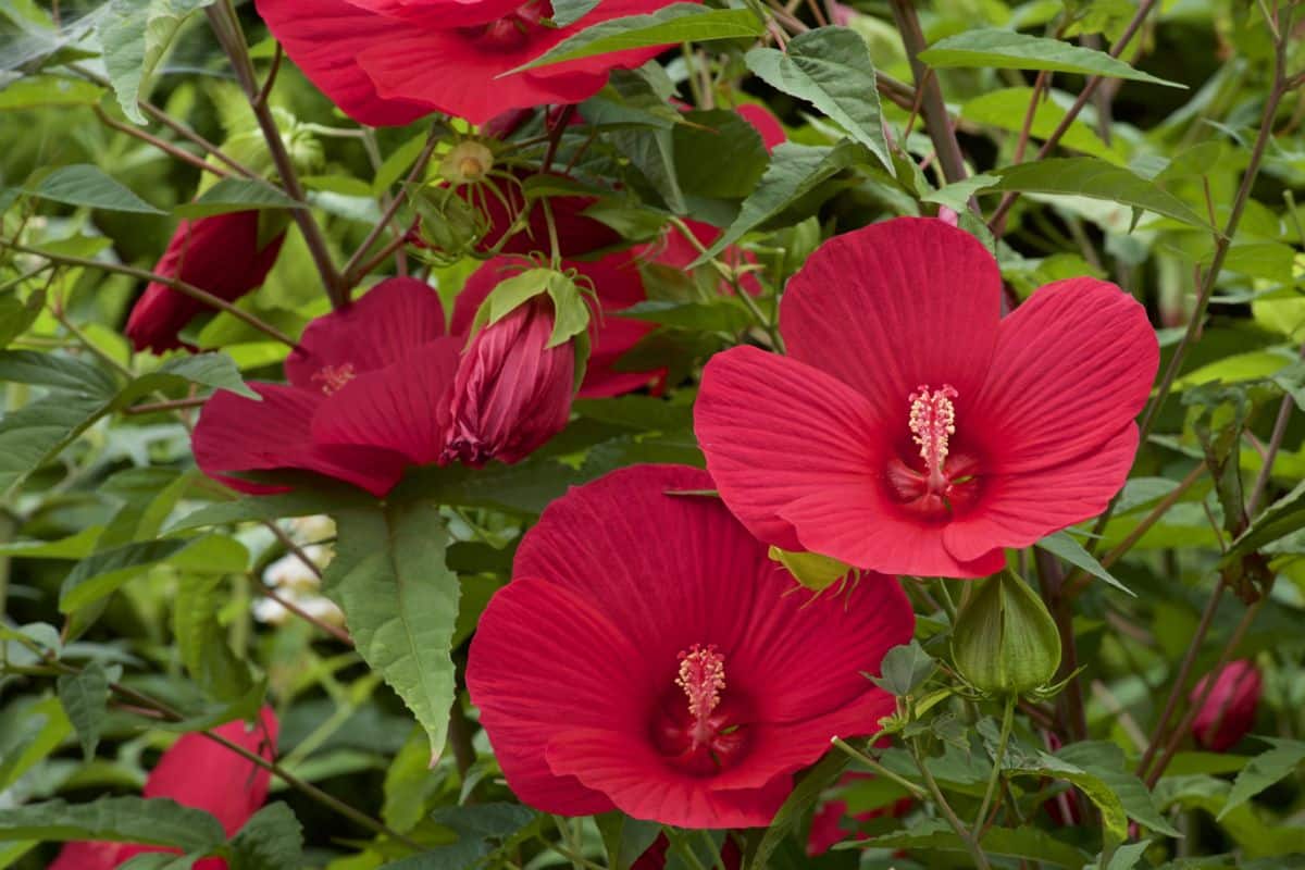 Vibrant red blooming flowers of hibiscuces.