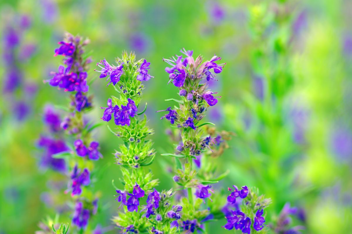 Purple blooming hyssop close-up.
