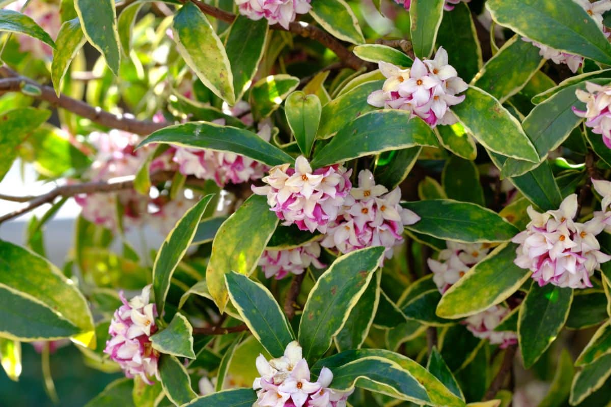 A close-up of a pink flowering Maejima Daphne shrub.