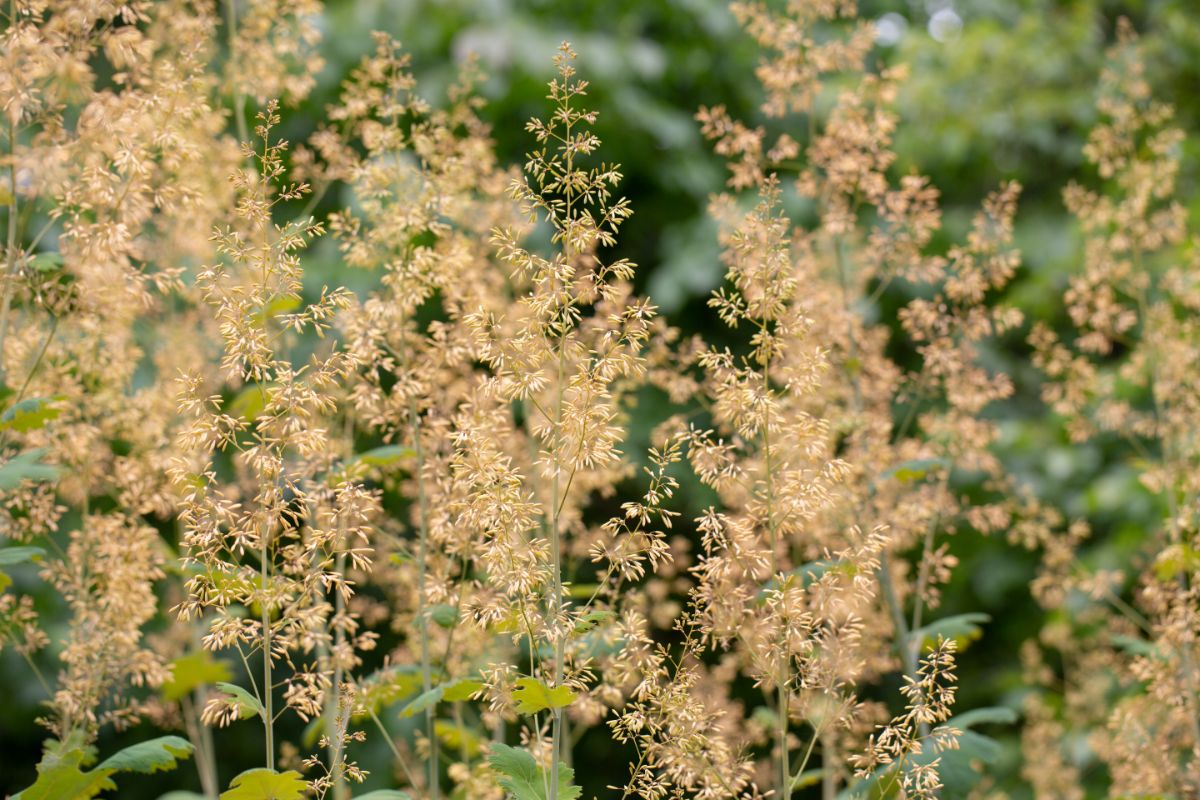 Plume Poppy tall perennial in bloom.