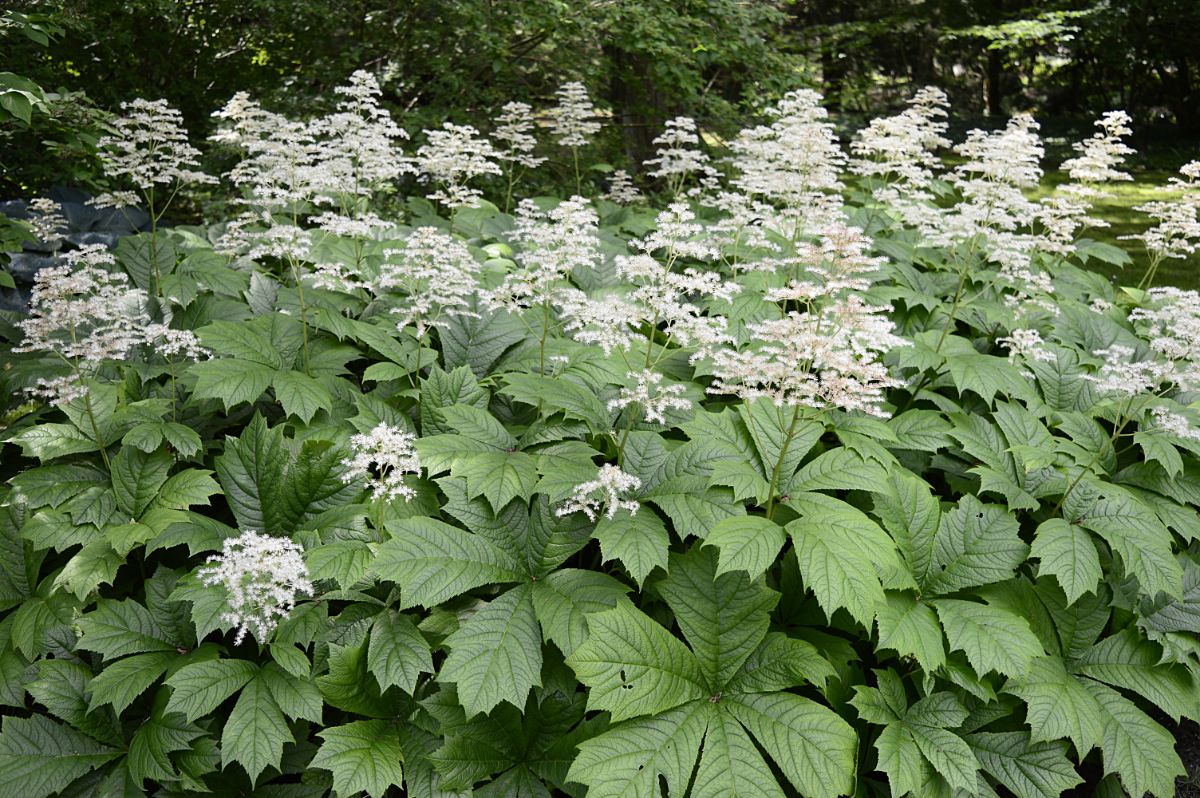 White blooming Rodgersia bush.