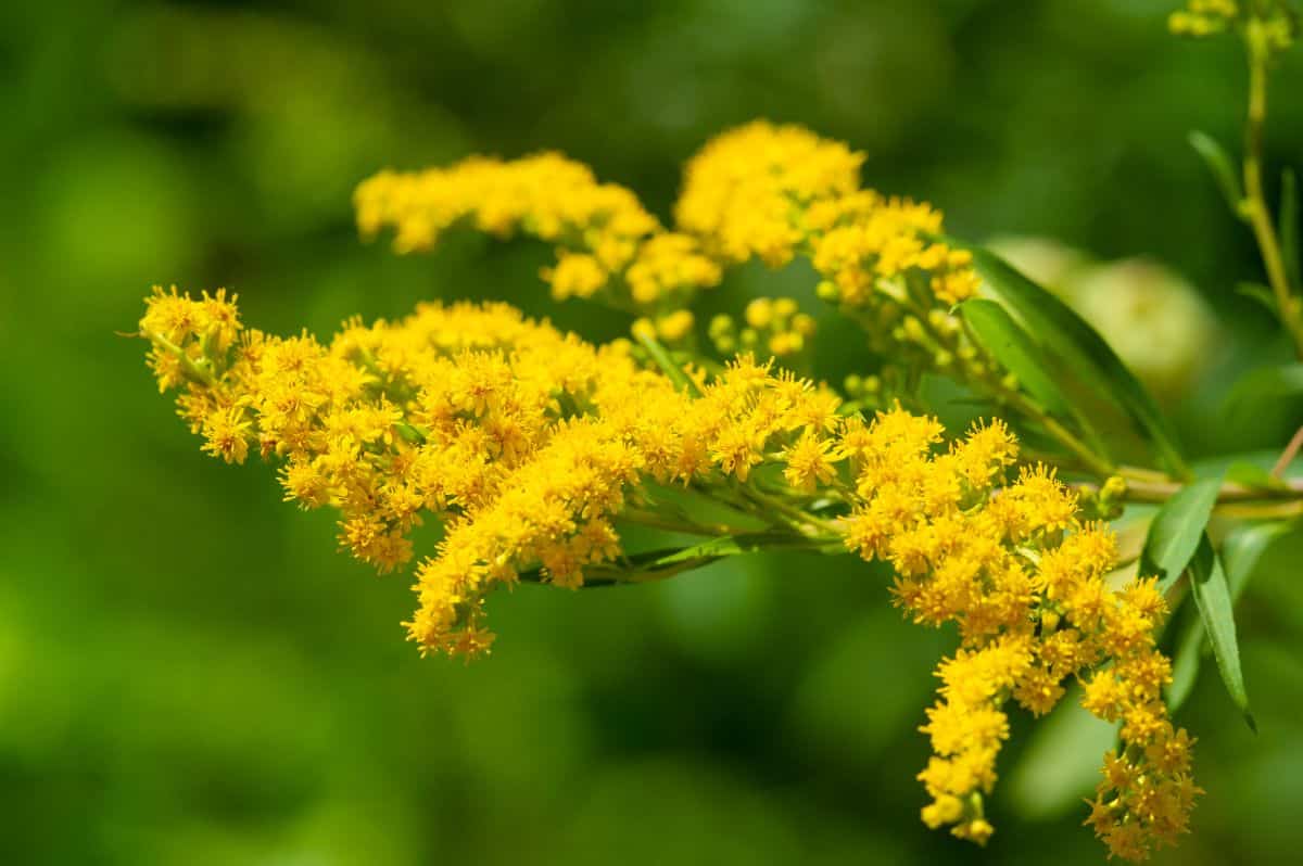 A beautiful yellow blooming goldenrod.