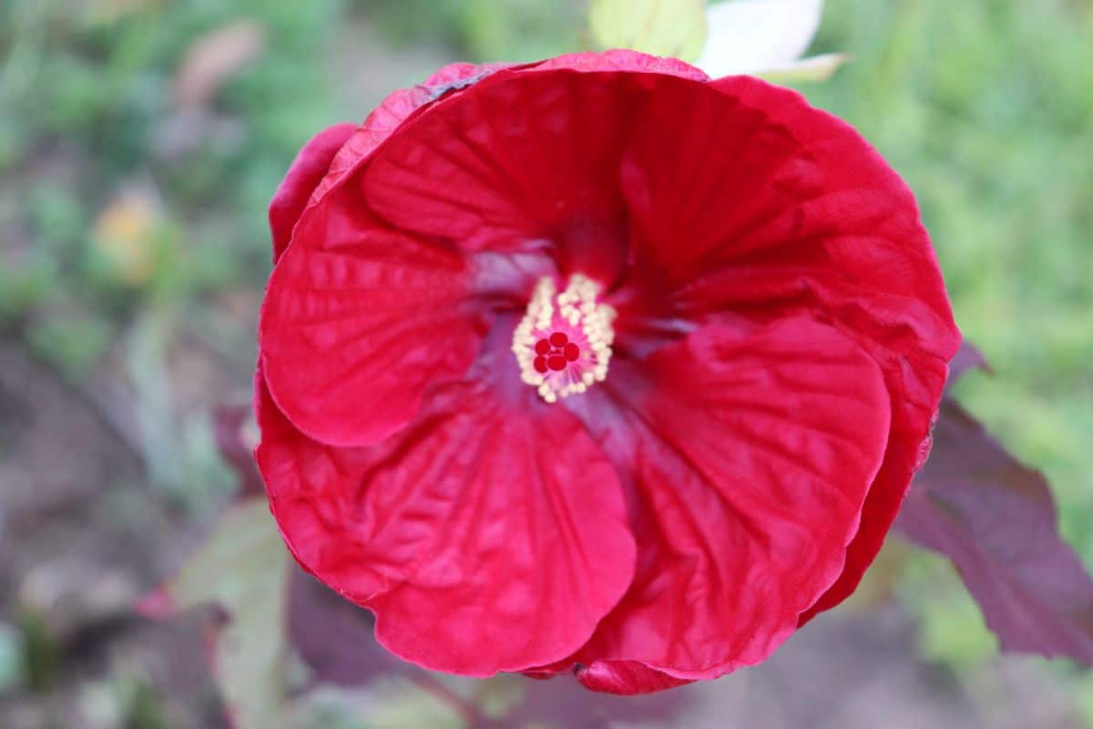 Vibrant red blooming hibiscus flower with a yellow center.