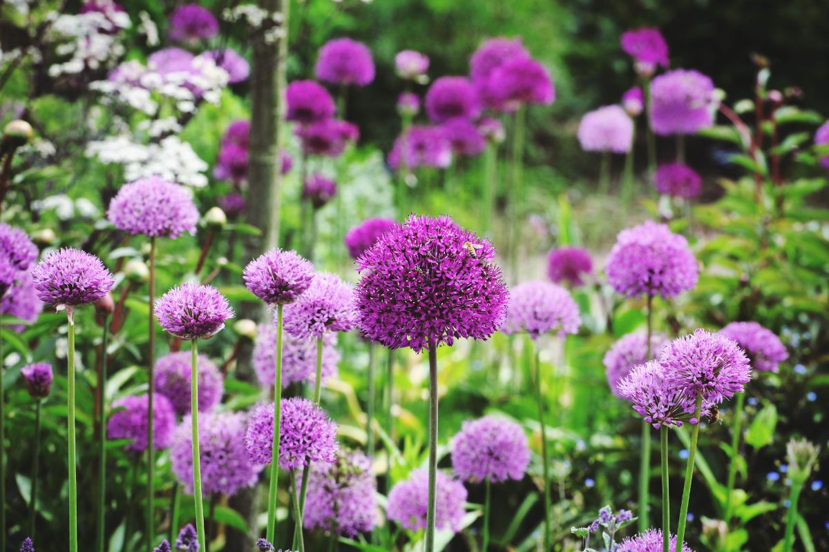 Purple and pink flowering Allliums.