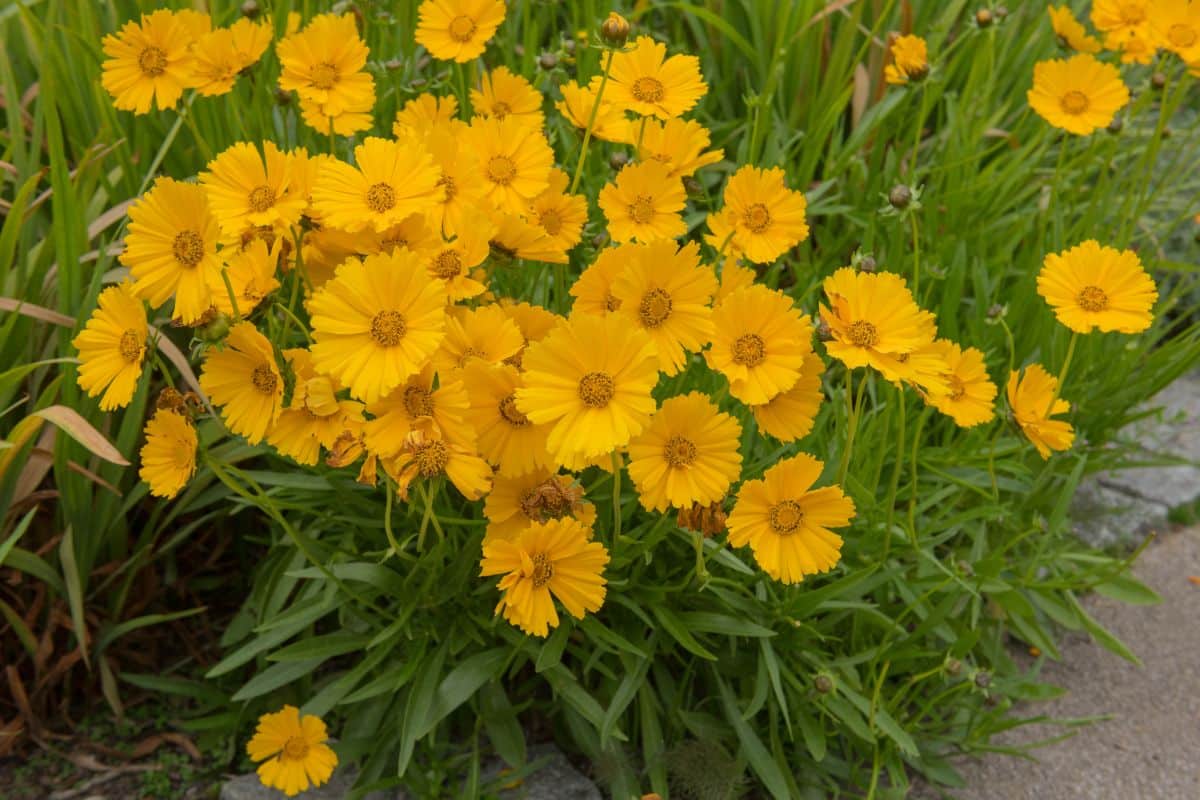 Yellow blooming coreopsis plant in a garden.