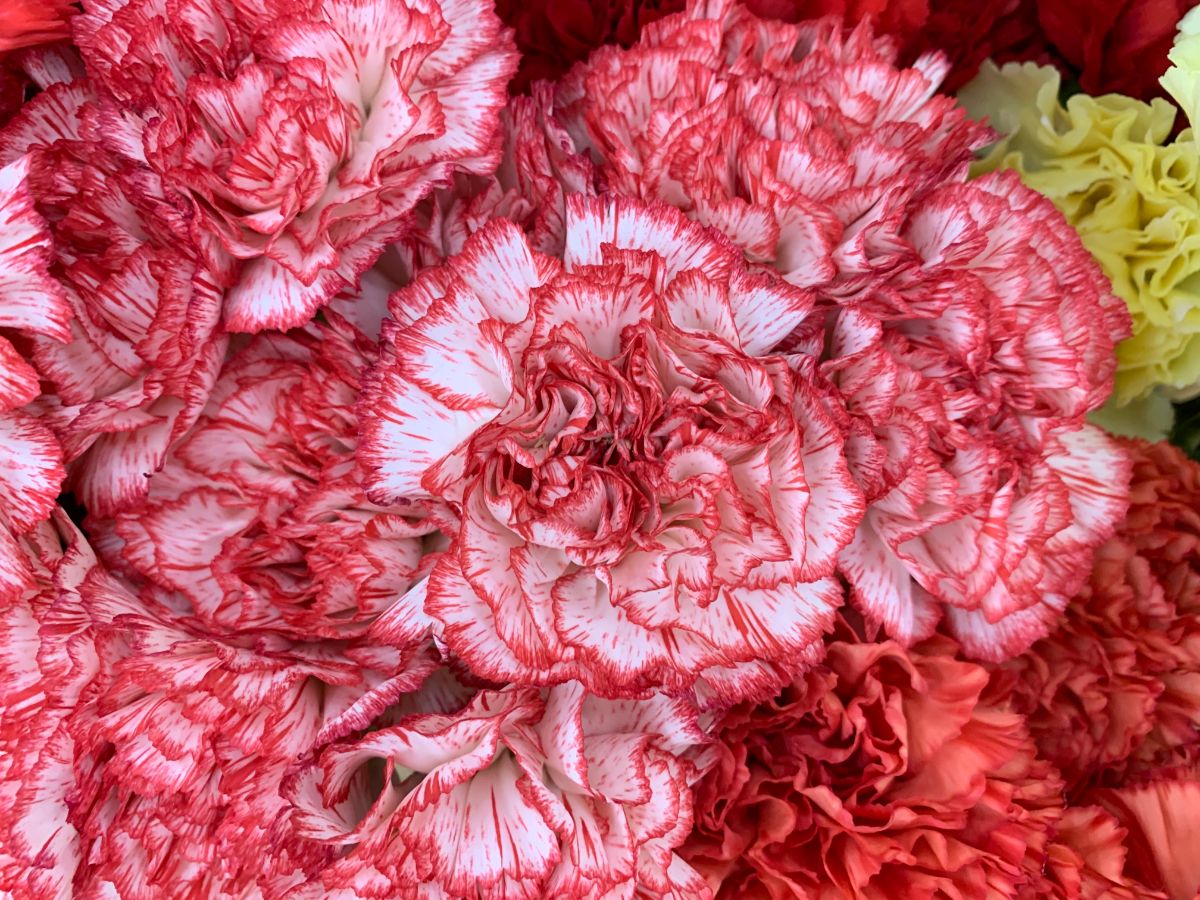 Red-white blooming flower of dianthus.