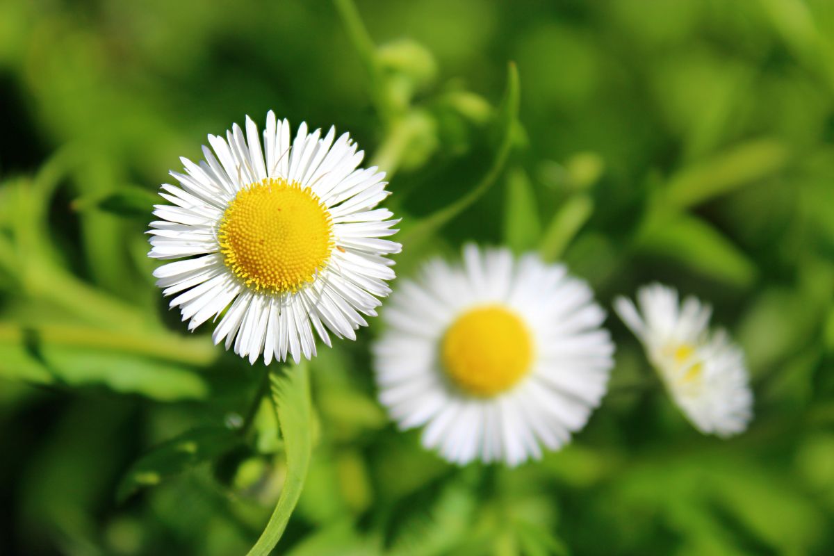 A close-up of two white blooming flowers of False Aster.