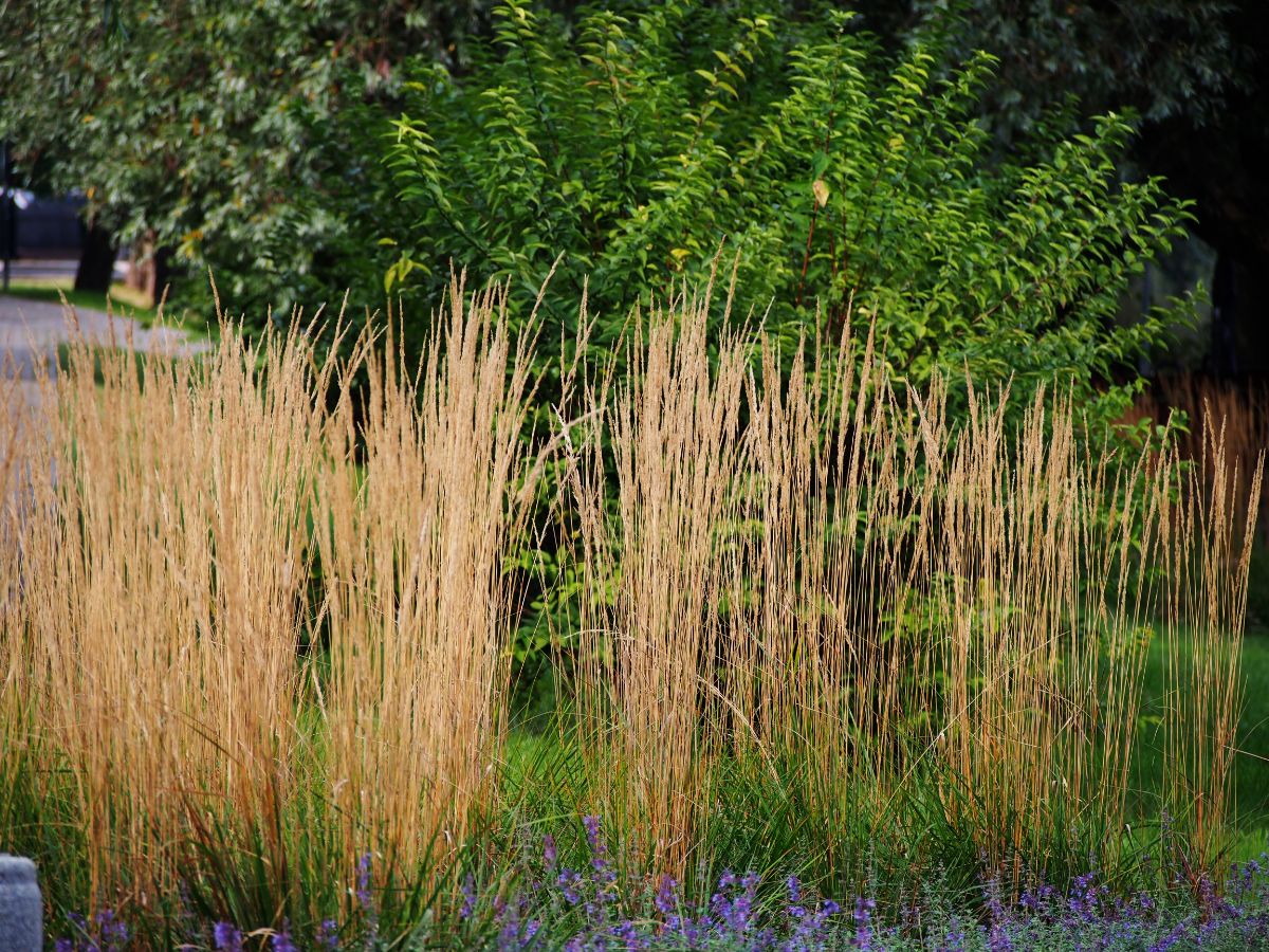 A tall Feather Reed Grass growing in a park.