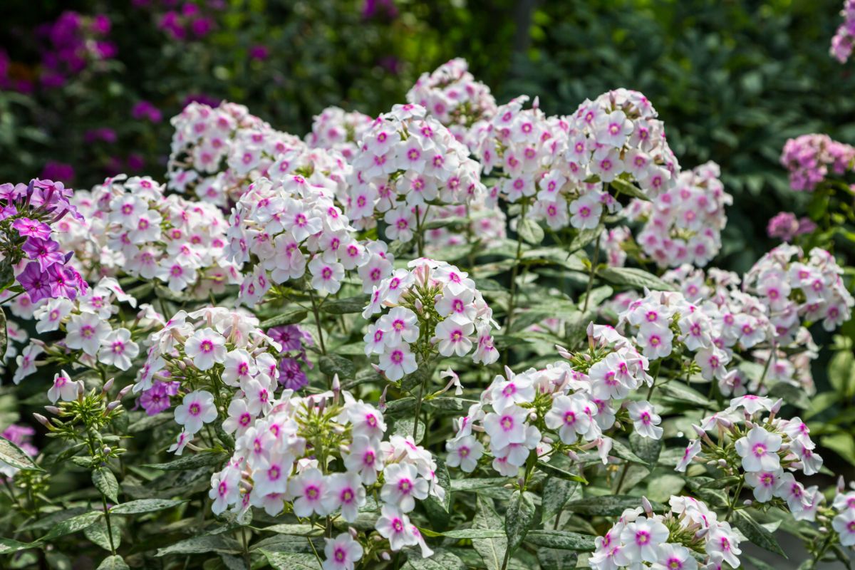 A white flowering Garden Phlox.