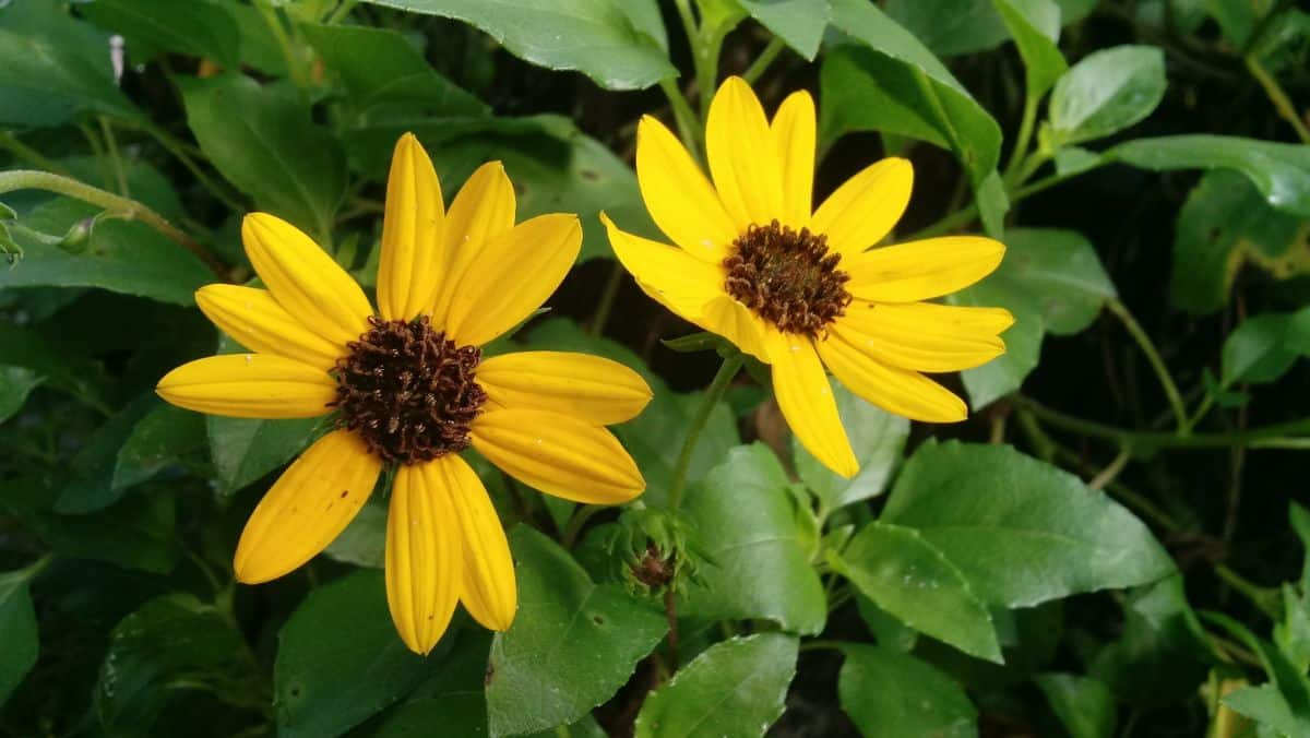 Yellow blooming flowers of Beach Sunflower