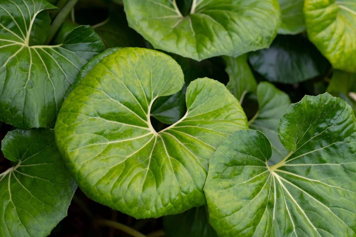 Big glowing leaves of Leopard Plant .