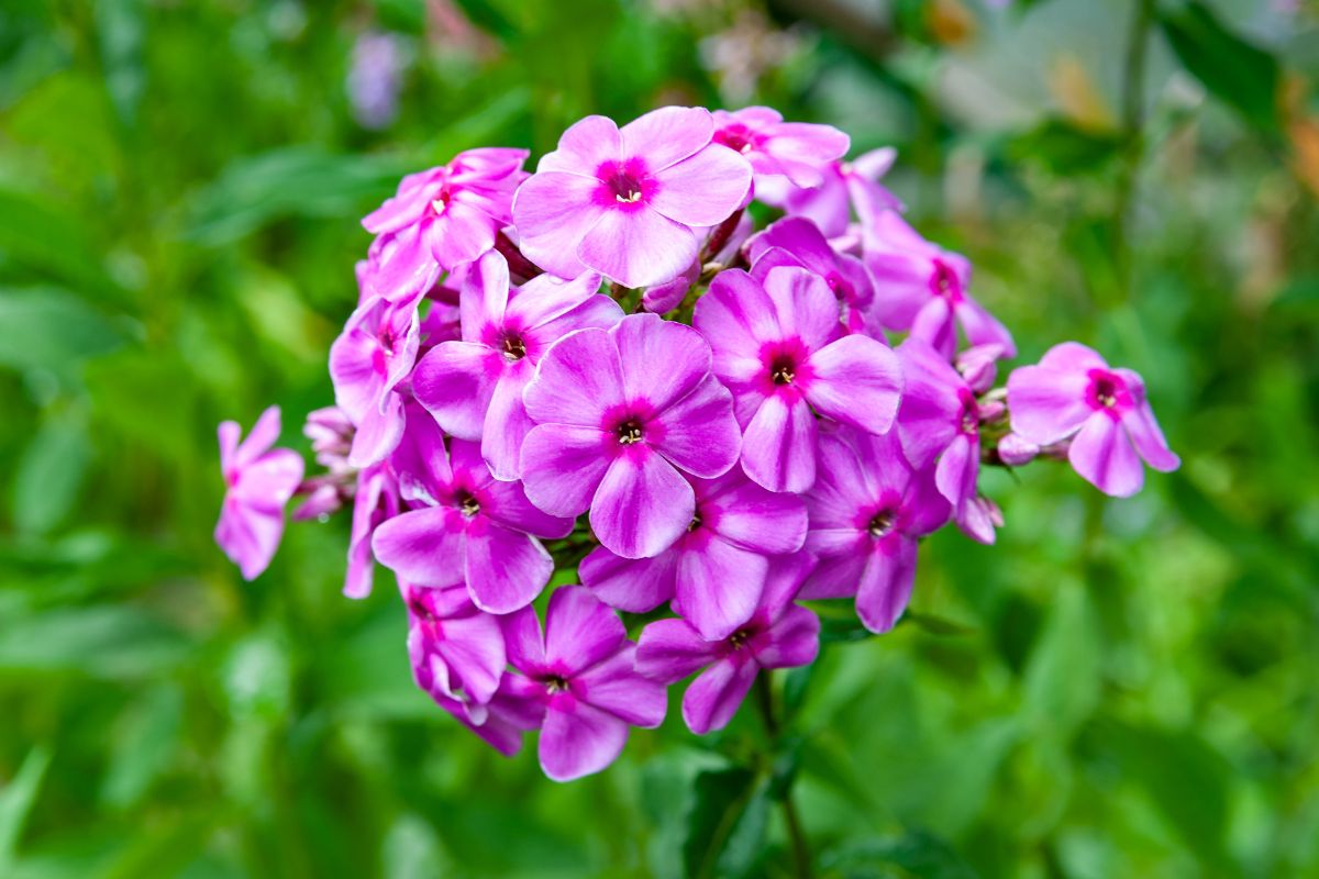 A beautiful pink blooming Phlox flowers.