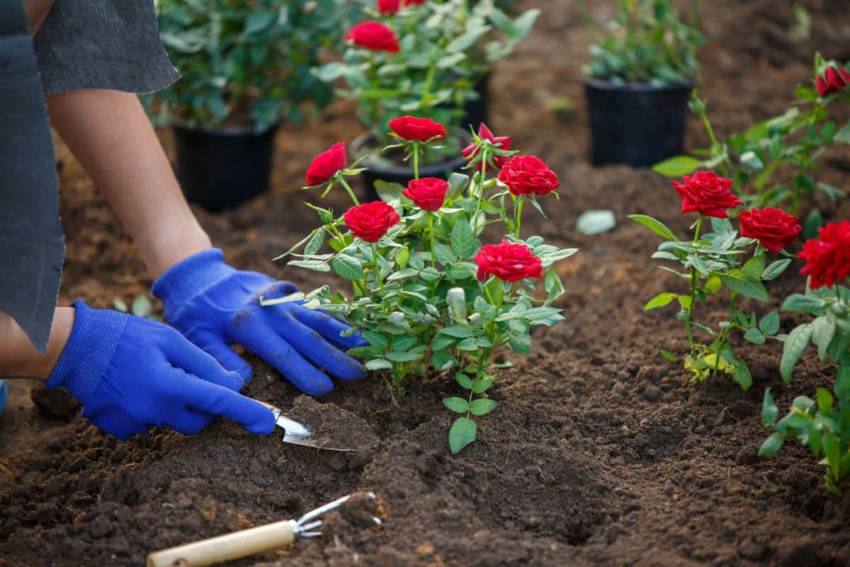 A gardener with blue gloves plants a red rose into fresh soil.