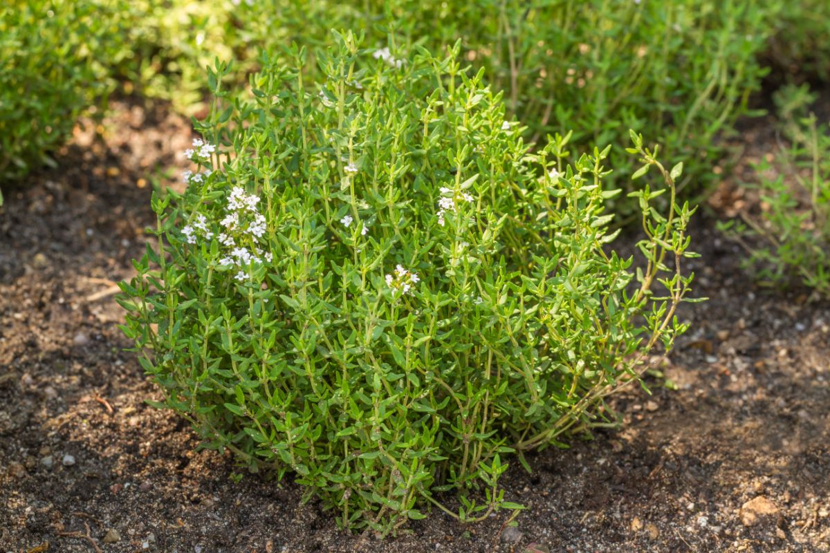 Blooming thyme plant in a backyard.