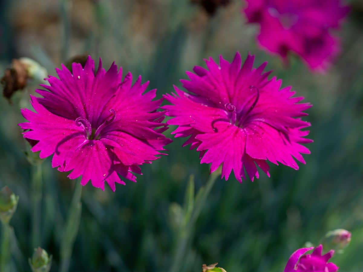 Neon bright purple blooming flowers of dianthus,