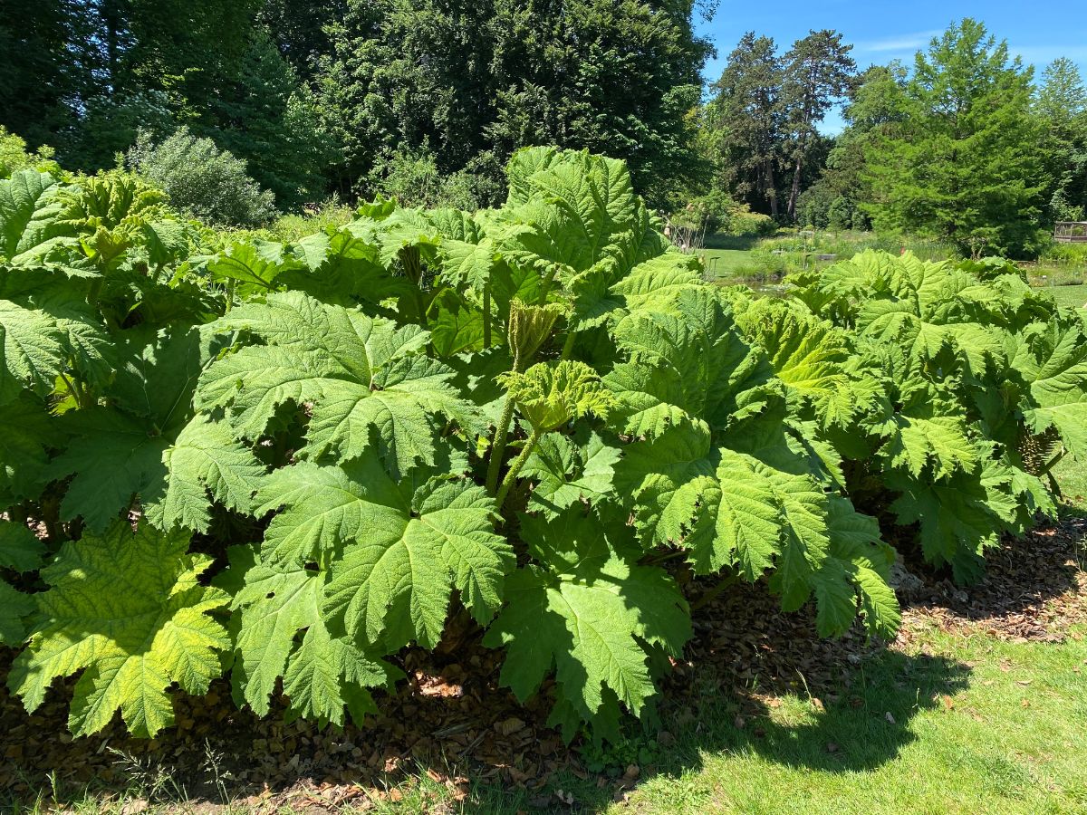 Huge leaves of Gunnera on a sunny day.