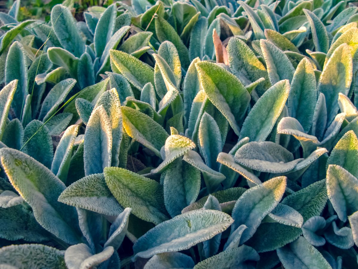 Green leaves of Lamb's Ear perennial.