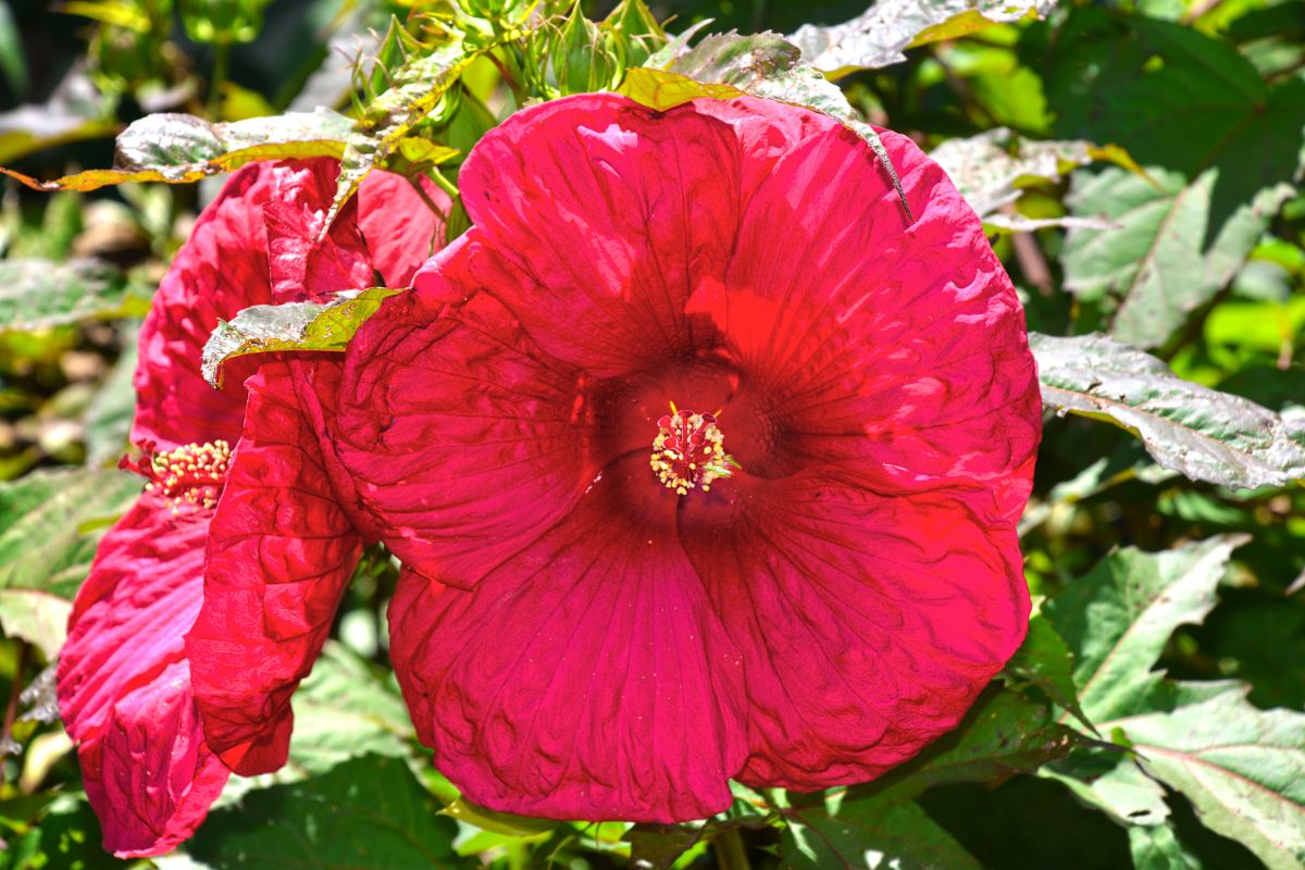 Vibrant red blooming hibiscus flowers on a sunny day.