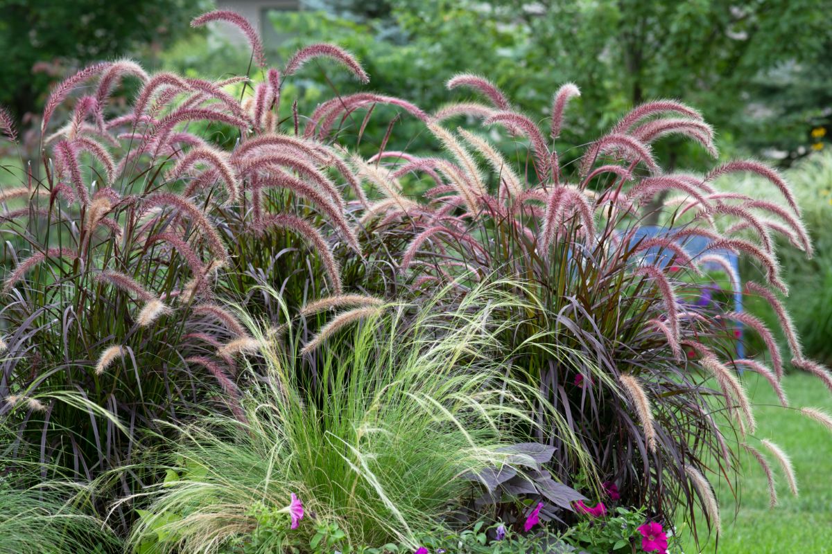 Blooming ornamental grass in a garden.