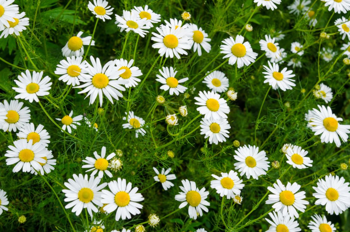 Bunch of blooming roman chamomiles on a meadow.