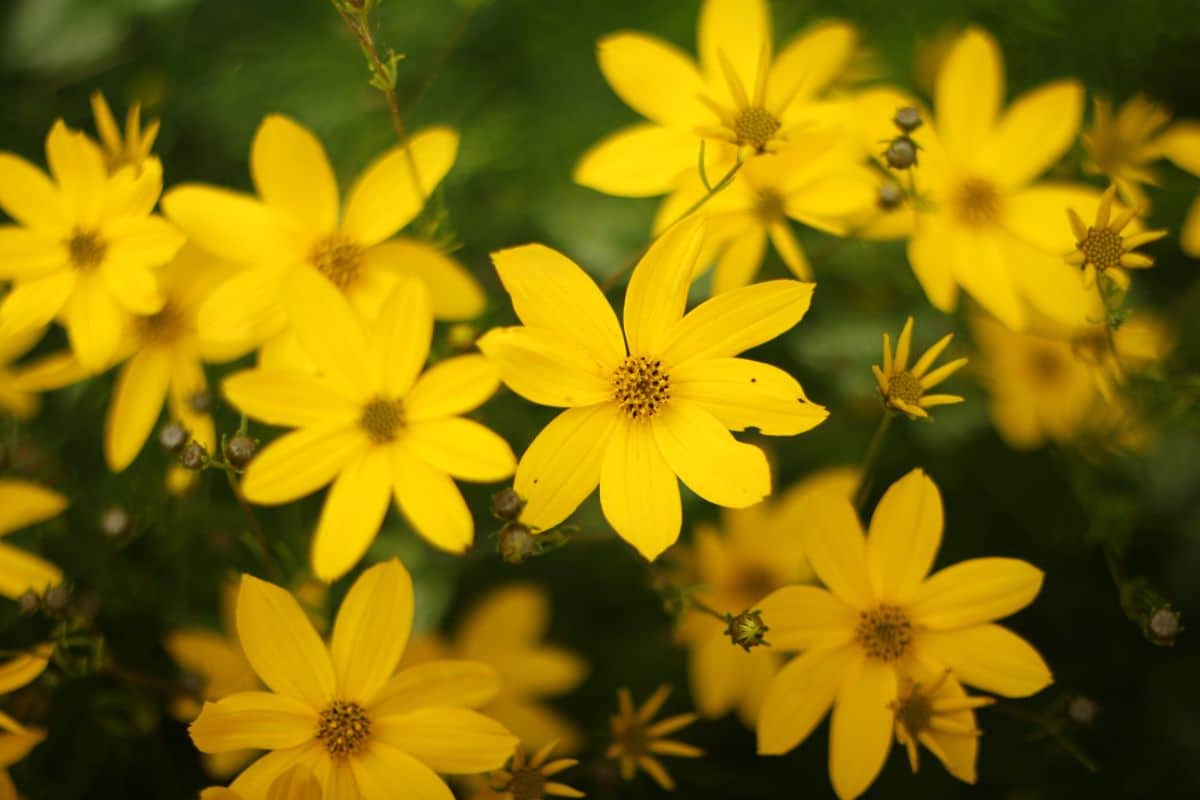 A close-up of yellow blooming flowers of Threadleaf Coreopsis