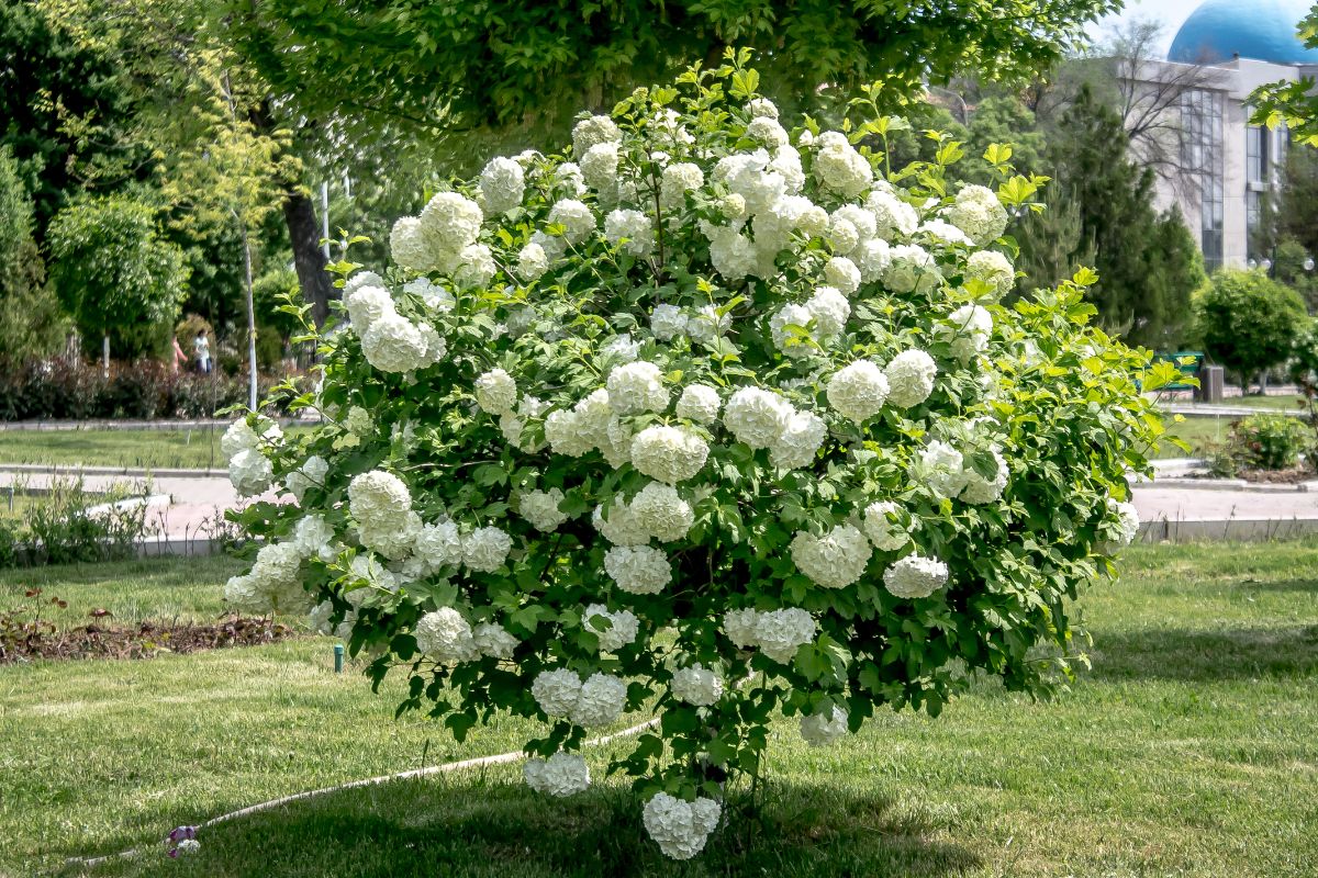 A white flowering Viburnum shrub in a garden.