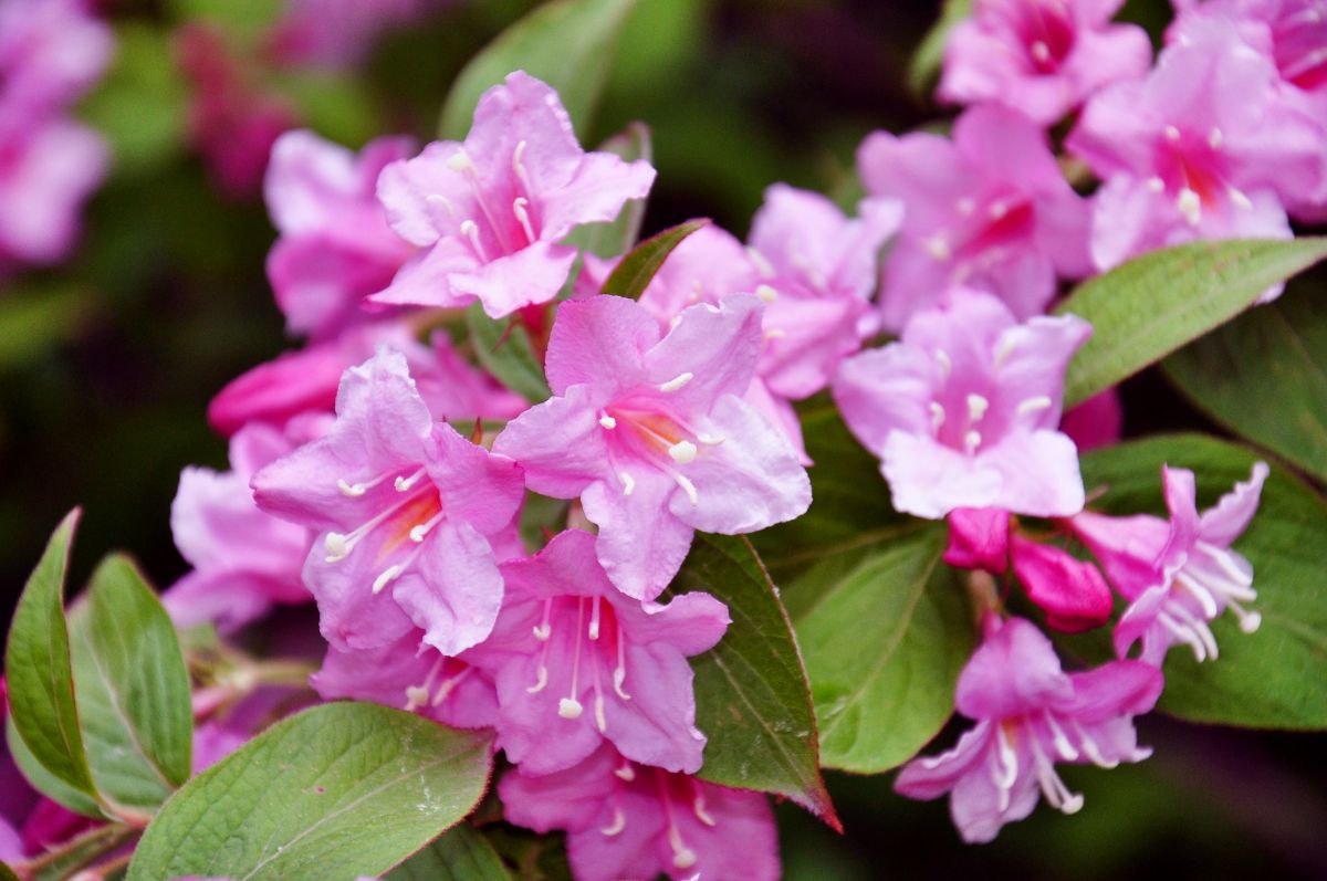 Pink blooming flowers of weigela shrub.