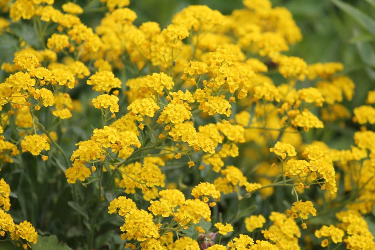 A yellow blooming Yellow Alyssum