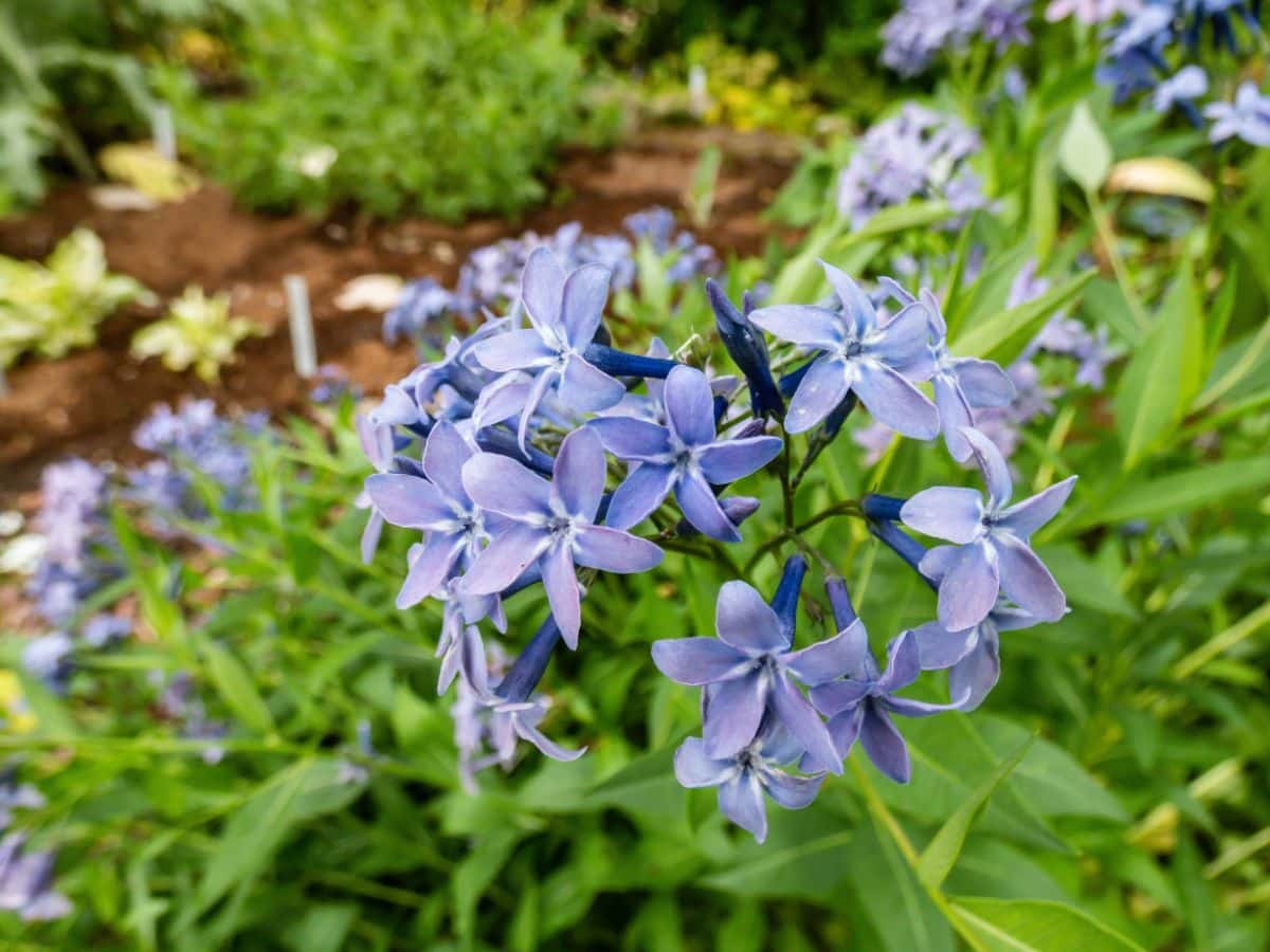 A beautiful blue blooming Amsonia.