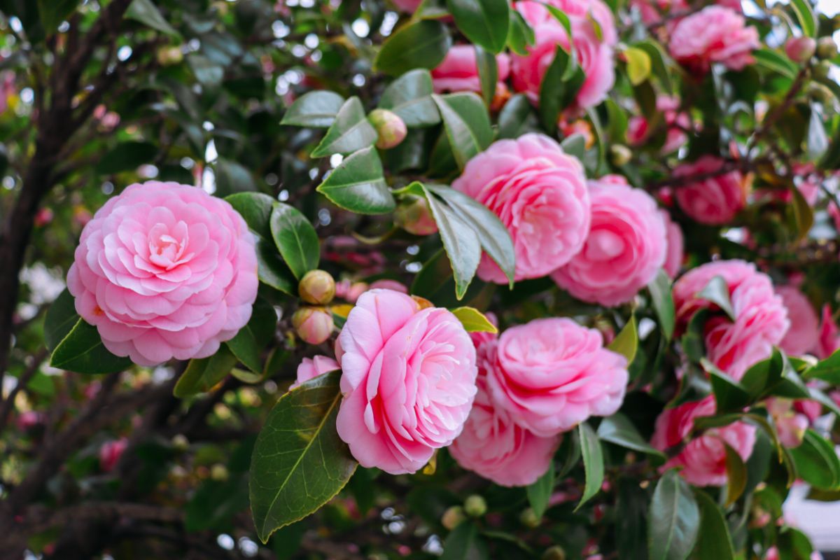 A close-up of a pink flowering Camellia shrub.