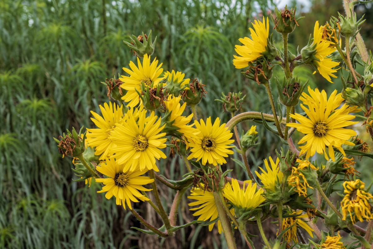 Yellow blooming flowers of Compass Plant.