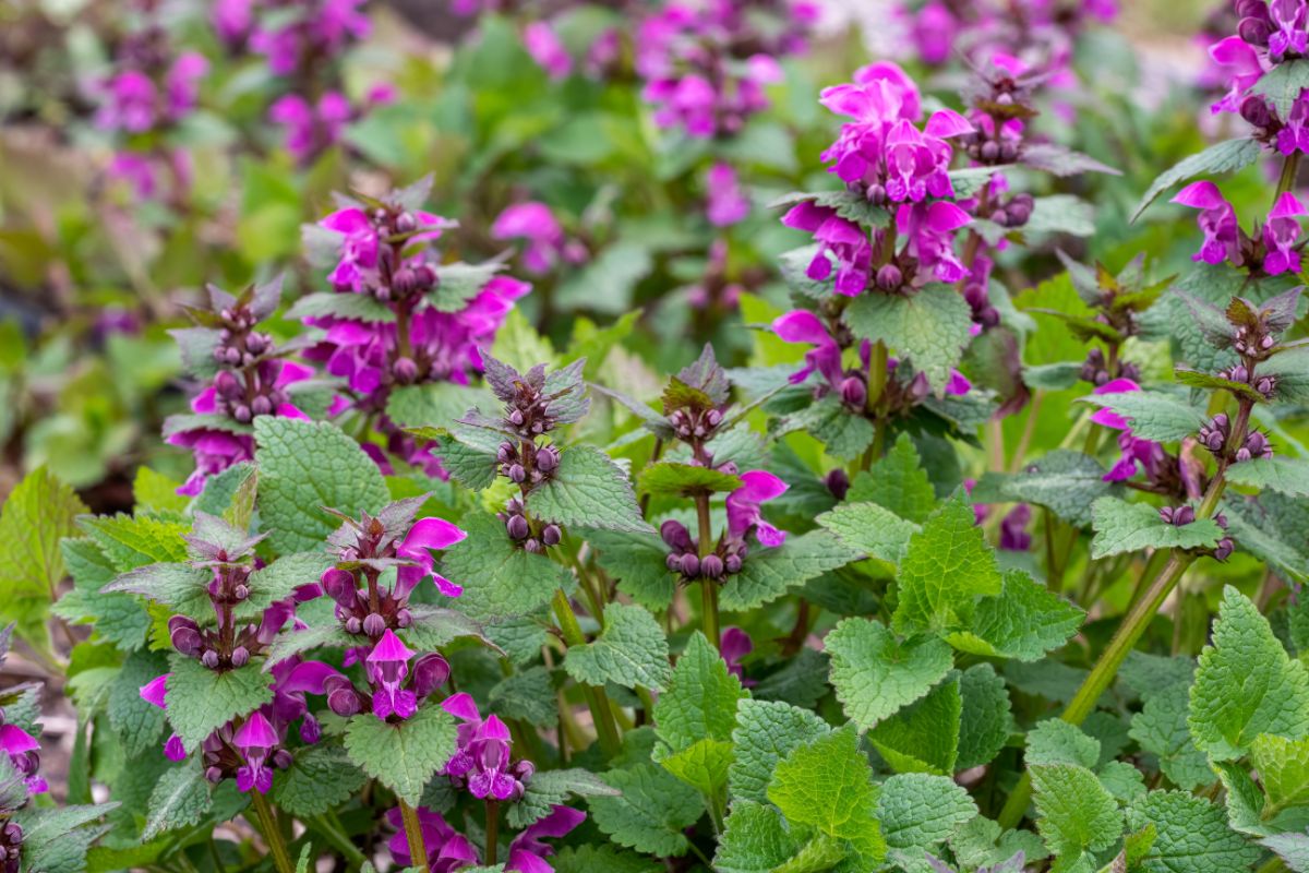 A close-up of purple blooming Dead-nettle