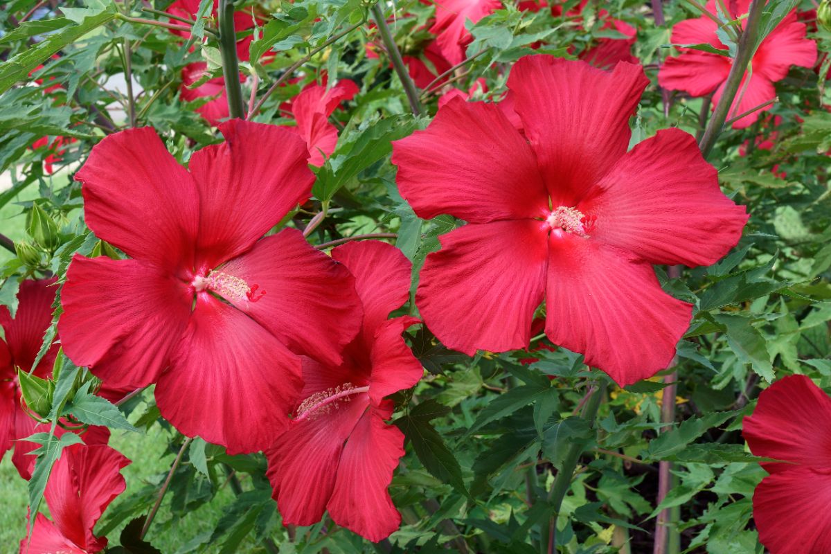 Bunch of vibrant red hibiscus flowers.