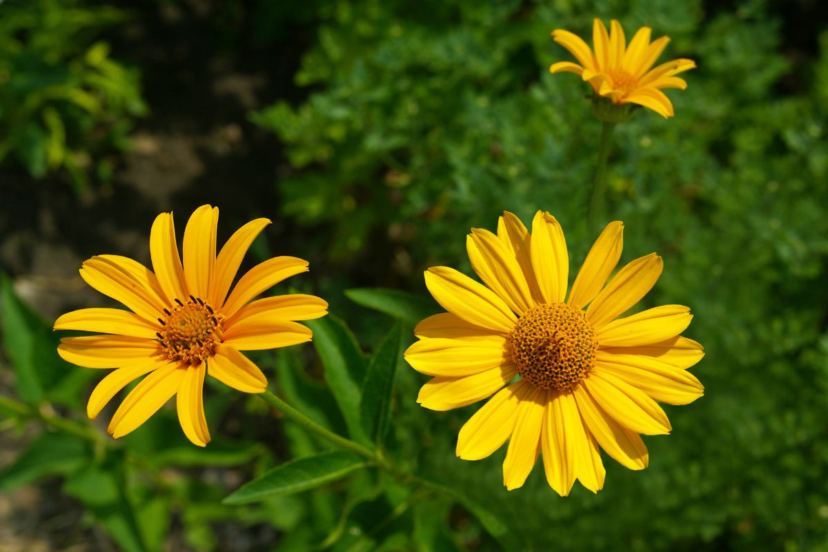 Three yellow blooming flowers of Maximillian Sunflower.