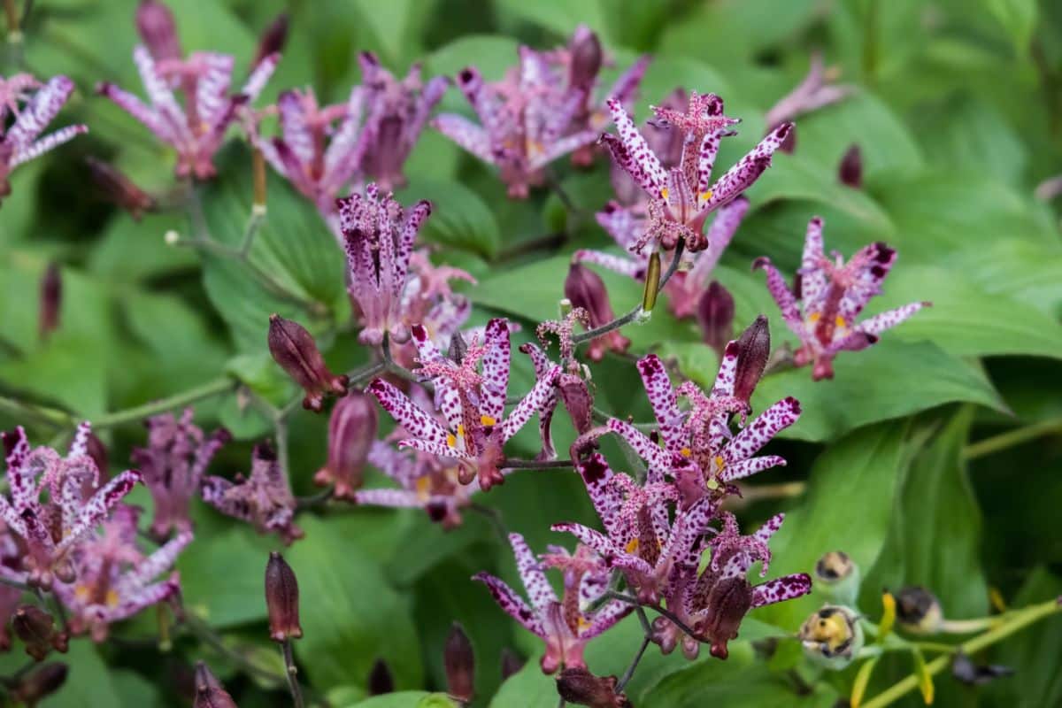 Beautiful purple blooming flowers of Toad lily.
