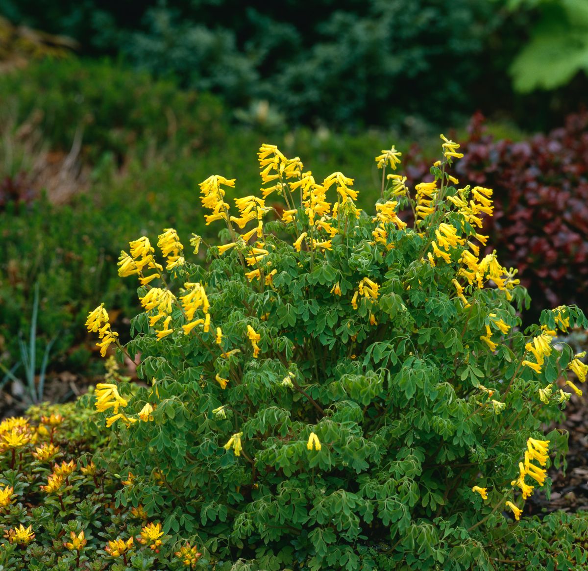 Yellow flowering Yellow Fumitory