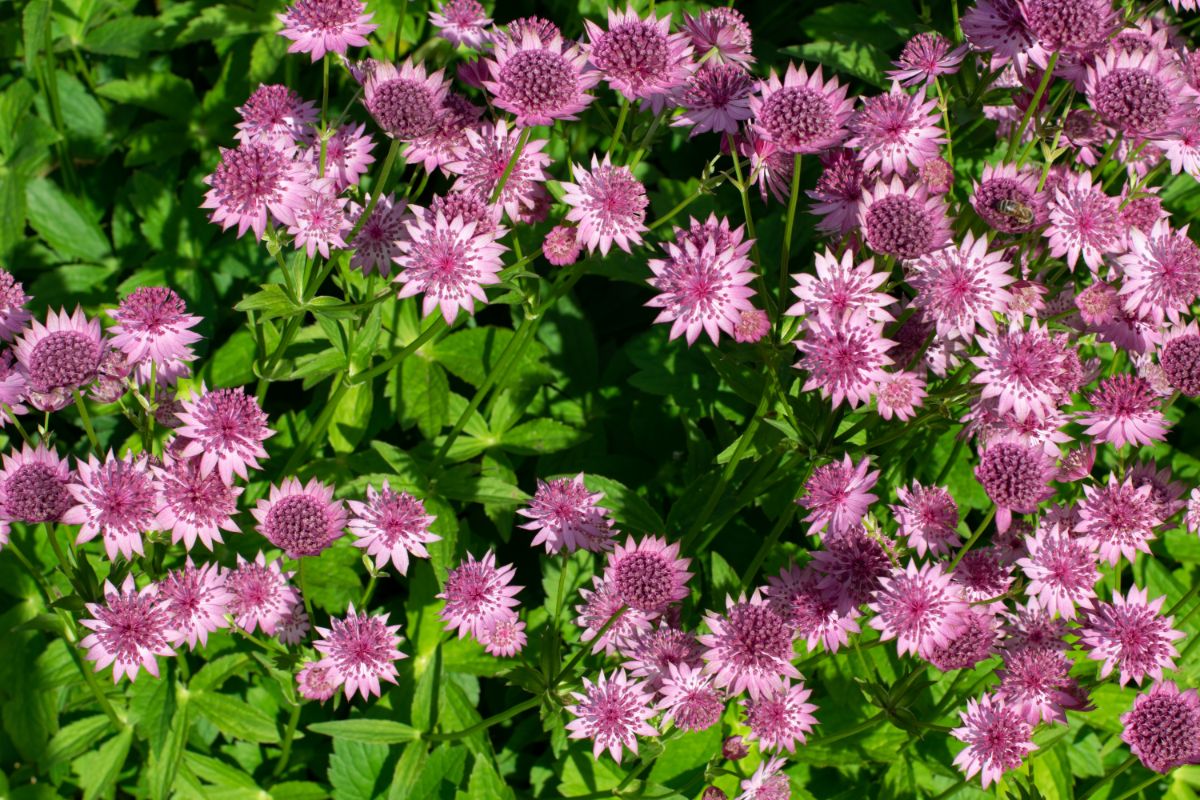 A beautiful pink blooming Astrantias.