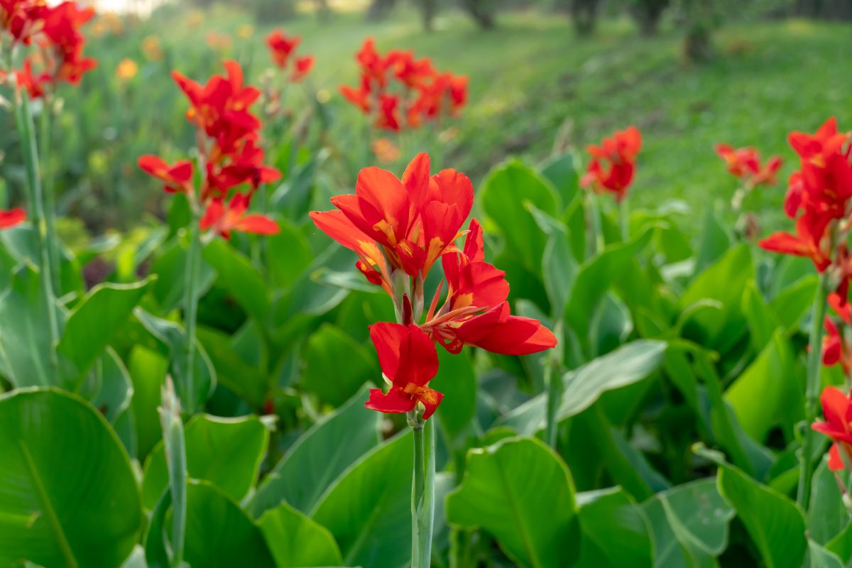 Vibrant red blooming flowers of Canna.