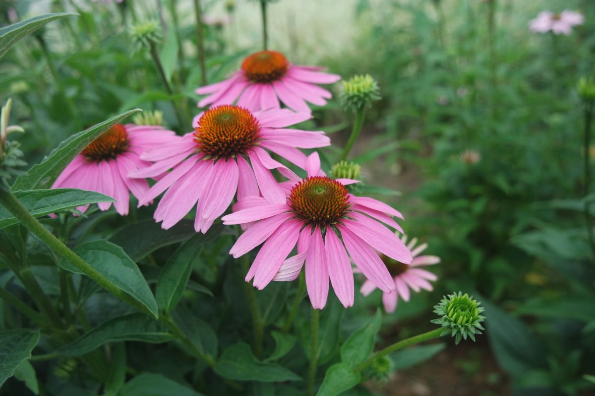 Pink blooming flowers of echinacea.